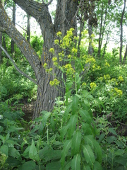 Sisymbrium strictissimum