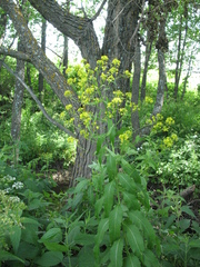 Sisymbrium strictissimum