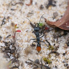 Myrmecia mandibularis