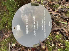 Arbutus unedo