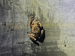 Theloderma stellatum