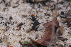 Myrmecia mandibularis