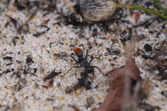Myrmecia mandibularis