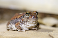 Tomopterna natalensis