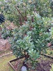 Arbutus unedo