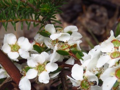 Leptospermum sphaerocarpum