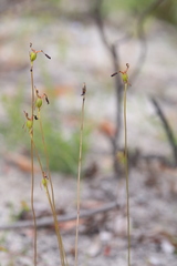 Drakaea livida