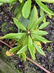 Tracheophyta