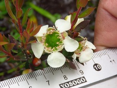 Leptospermum sphaerocarpum