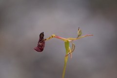 Drakaea livida