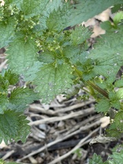 Urtica incisa