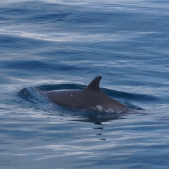 Stenella attenuata