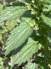 Urtica incisa