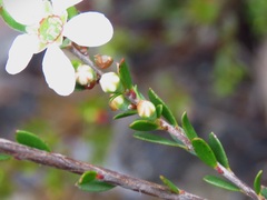 Leptospermum sphaerocarpum
