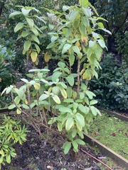 Tracheophyta