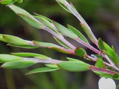 Leptospermum sphaerocarpum