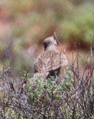 Cincloramphus cruralis