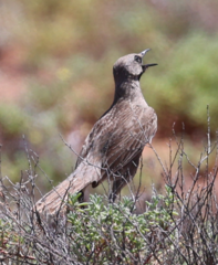 Cincloramphus cruralis