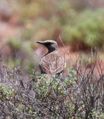 Cincloramphus cruralis