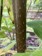 Tracheophyta