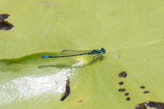 Austroagrion watsoni