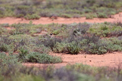 Cincloramphus cruralis