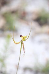 Caladenia attingens