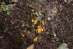 Phaeohelotium baileyanum