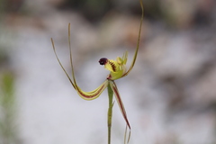 Caladenia attingens