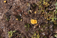 Phaeohelotium baileyanum