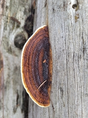 Gloeophyllum sepiarium