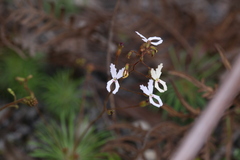 Stylidium spinulosum