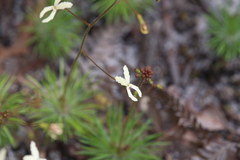Stylidium spinulosum