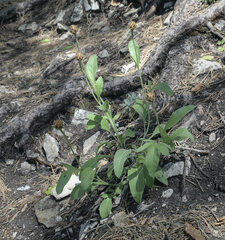 Psephellus sibiricus