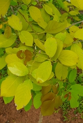 Dendrolobium umbellatum