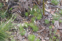 Stylidium spinulosum