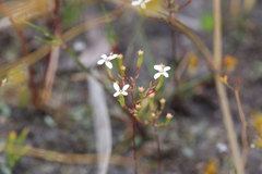 Stylidium pulchellum