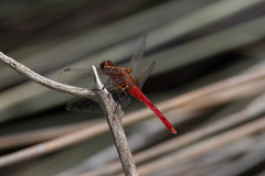 Rhodothemis lieftincki