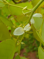 Dendrolobium umbellatum