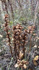Orobanche krylowii