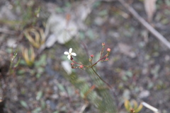 Stylidium pulchellum