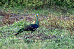 Pavo muticus