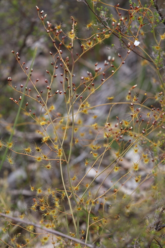 Image of Drosera gigantea by (c) Hugo Innes, some rights reserved (CC BY)