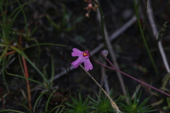 Utricularia multifida