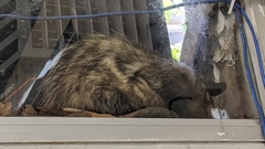 Didelphis aurita