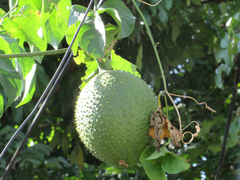 Momordica cochinchinensis