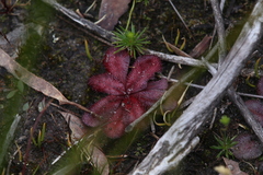 Drosera rosulata