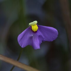 Utricularia benthamii