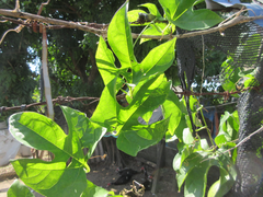 Momordica cochinchinensis