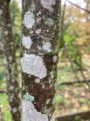 Tracheophyta